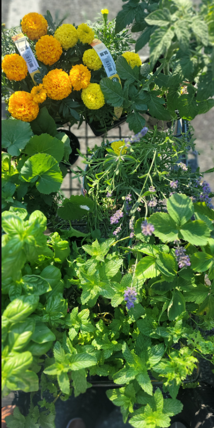 flower and plant items sit in an urban garden.