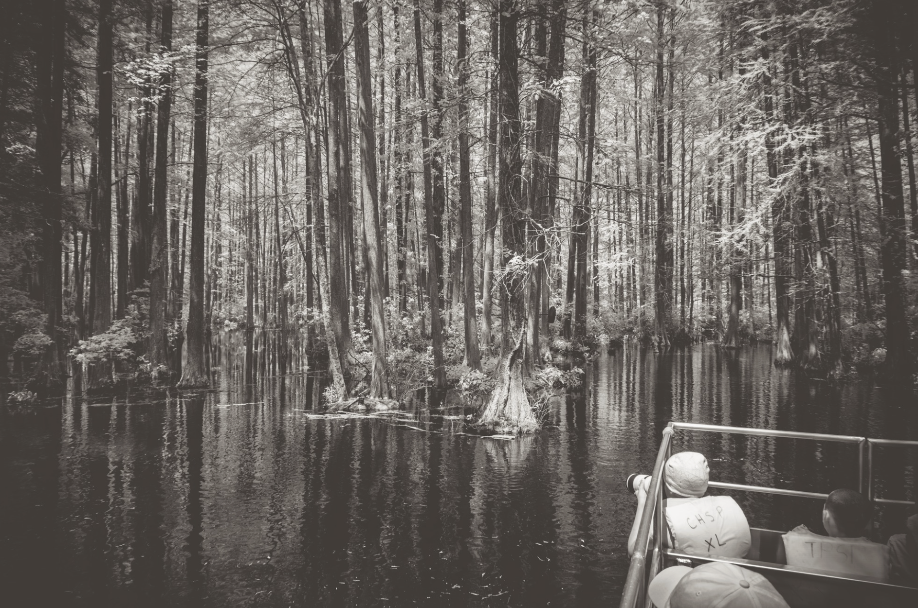 students taking photos in a swamp