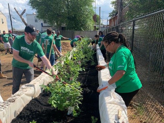 volunteers cultivating items in a garden.